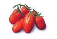 Инкас F1 - томат детерминантный, 1 000 семян,  Nunhems (Нунемс) Голландия фото, цена